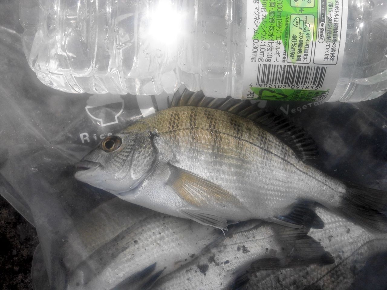 爆釣です カイズ チンチン1ダース 気分よし デシタナカの釣行記録 爆釣です カイズ チンチン1ダース 気分よし デシタナカの釣行記録