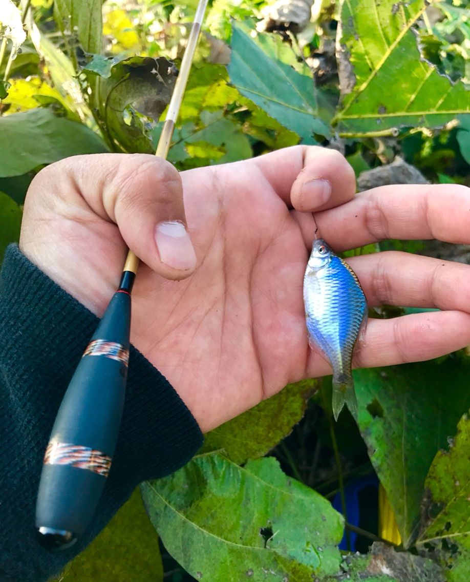 秋のタナゴ釣り 一期一会 Fishing Life