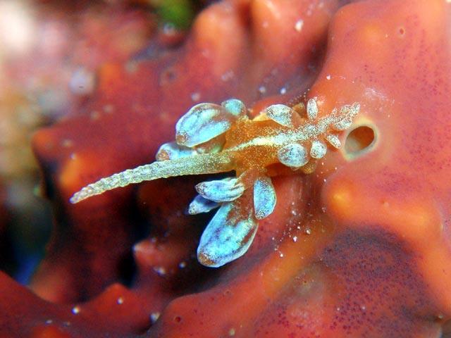 アカクセニアウミウシ 石垣島ダイビング薔薇十字潜水団 調査ファイル