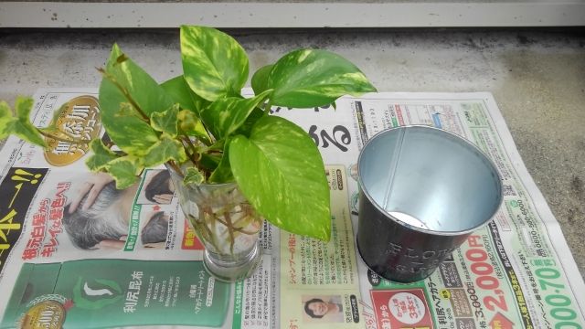ポトス アイビー ワイヤープランツの寄せ植えを作ってみた 癒しのグリーン ポトス アイビー ワイヤープランツの寄せ植えを作ってみた 癒しのグリーン