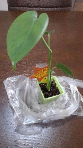 モンステラの新芽 癒しのグリーン モンステラの新芽 癒しのグリーン