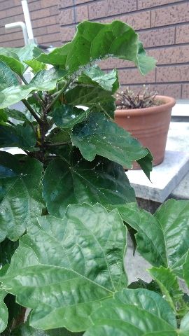 ハイビスカスに大量のカイガラムシが 画像あり 癒しのグリーン