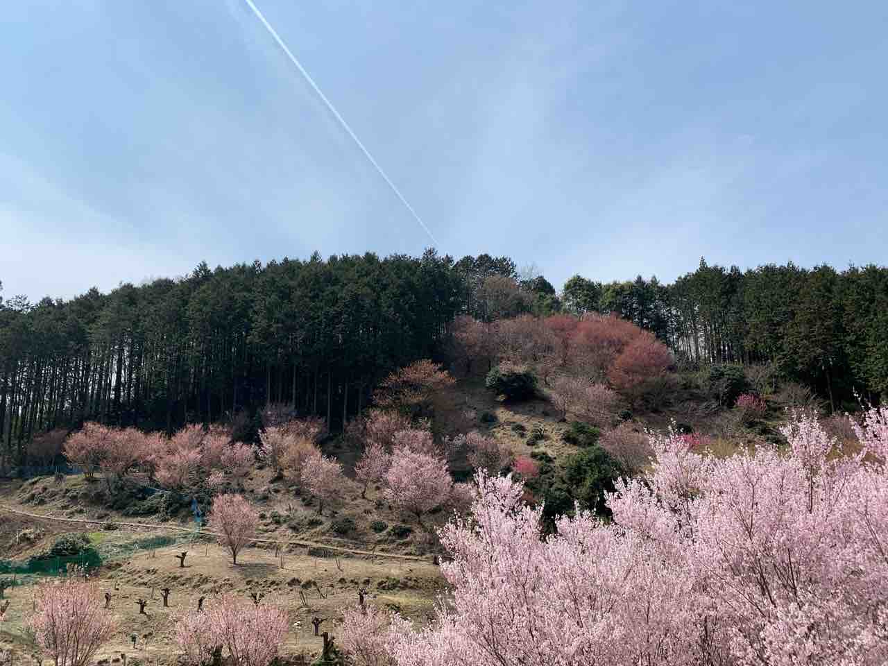 桃源郷へ行ってきた 続き 貧乏デザイナーの作業報告書