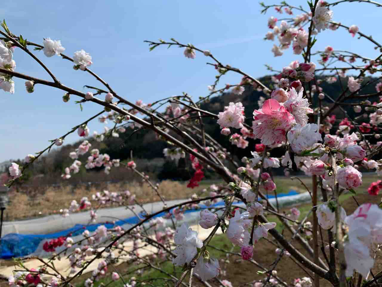 桃源郷へ行ってきた 続き 貧乏デザイナーの作業報告書