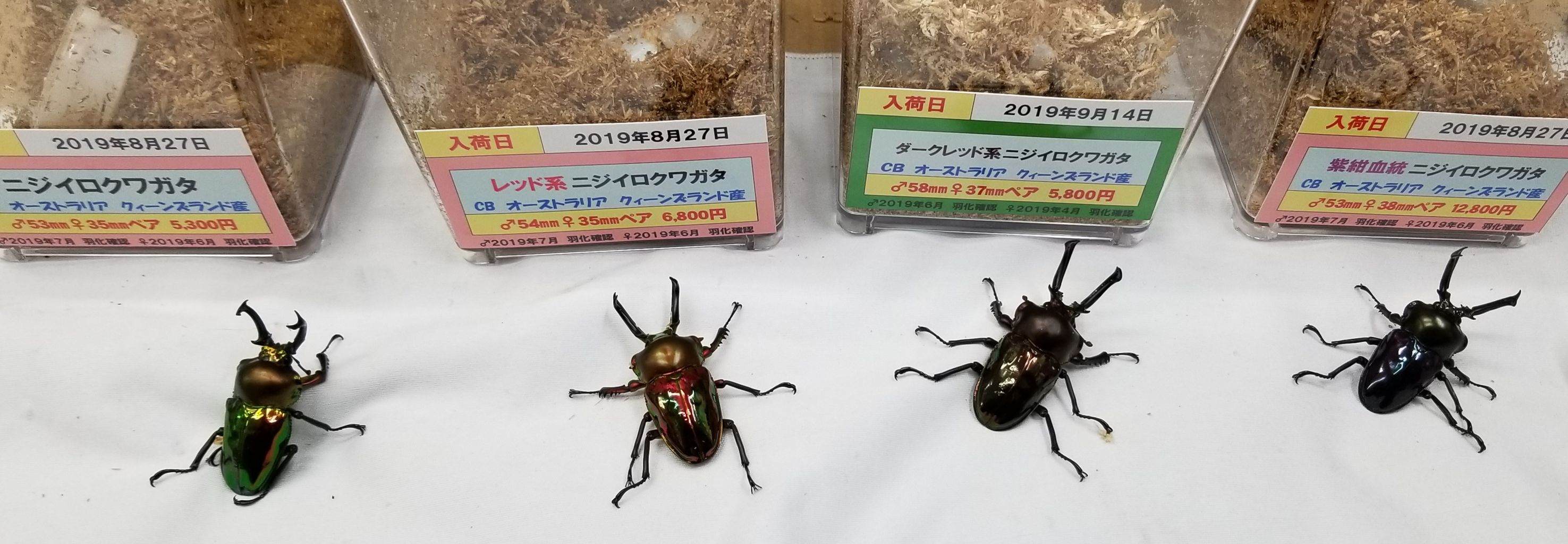 ニジイロクワガタ 色比較 Dグッズの話