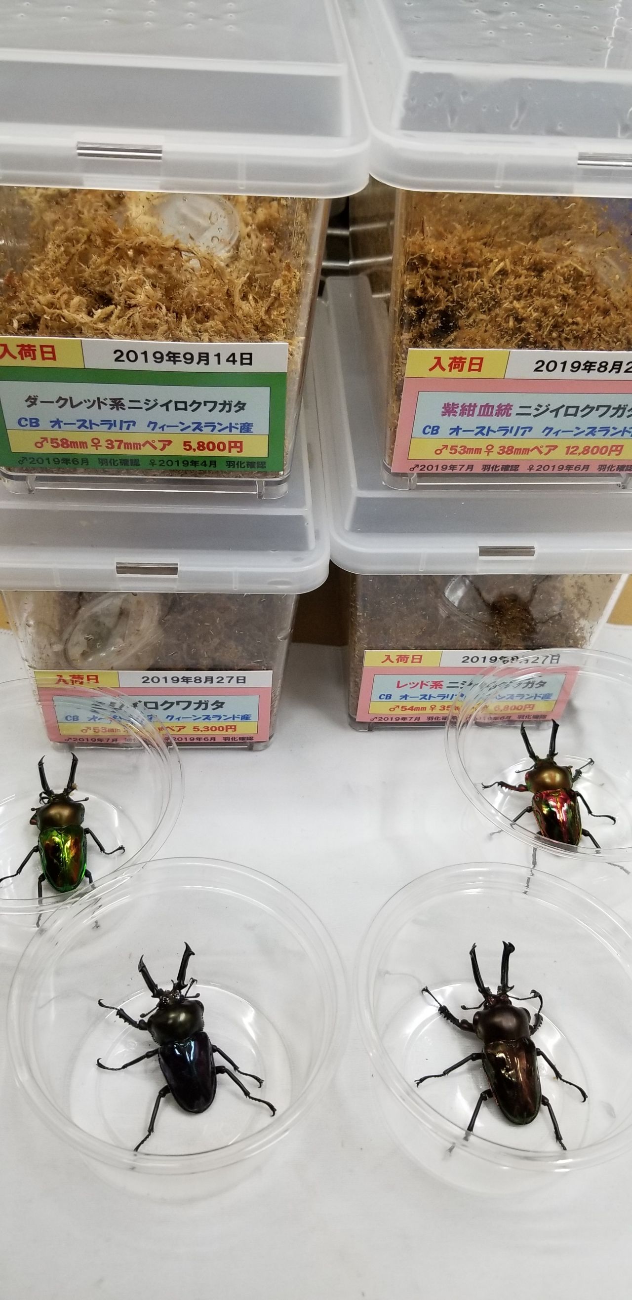 ニジイロクワガタ 色比較 Dグッズの話