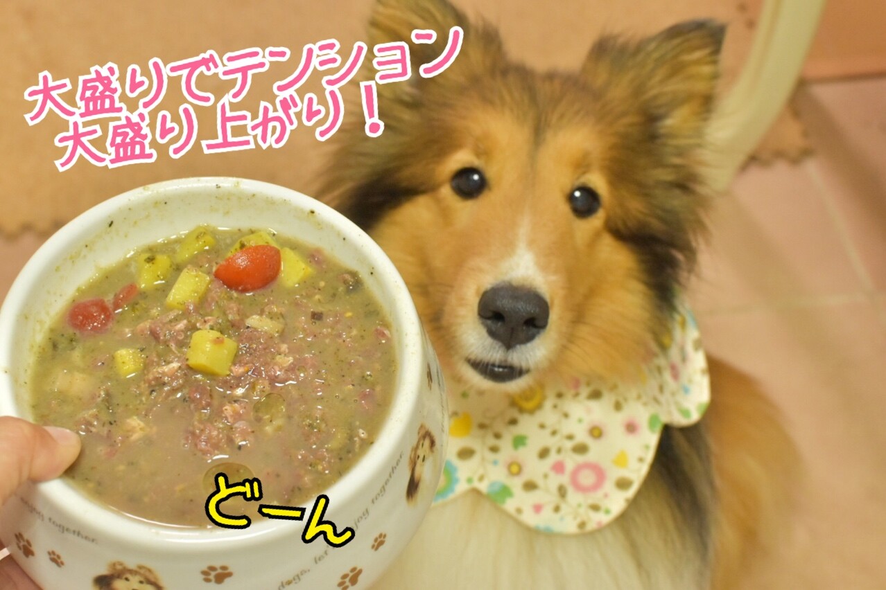うん子はおやつじゃないのウンコなの こむぎが食糞をやめた理由 理由 と書いて わけ と読む シェルティ こむっ