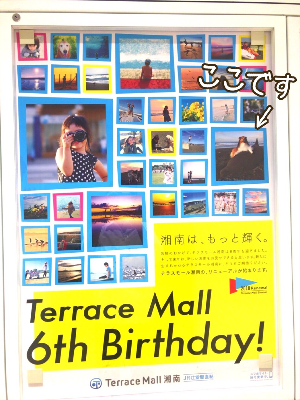 湘南ハッピー こむぎの写真が広告ポスターに採用されたよ シェルティ こむっ 湘南ハッピー こむぎの写真が広告ポスターに採用されたよ シェルティ こむっ
