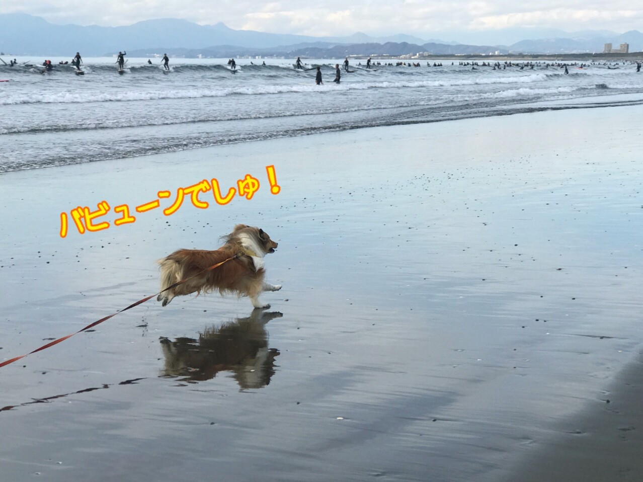 21年 初日の出 シェルティ こむっ