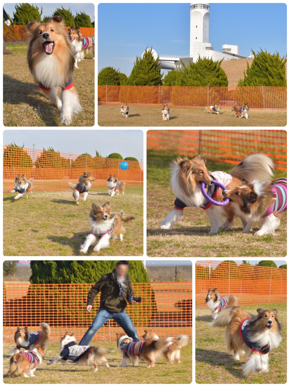 ３連休に行きたい かもしれない 江ノ島散歩 ２ 今年の江ノ島の河津桜はどうだろう シェルティ こむっ