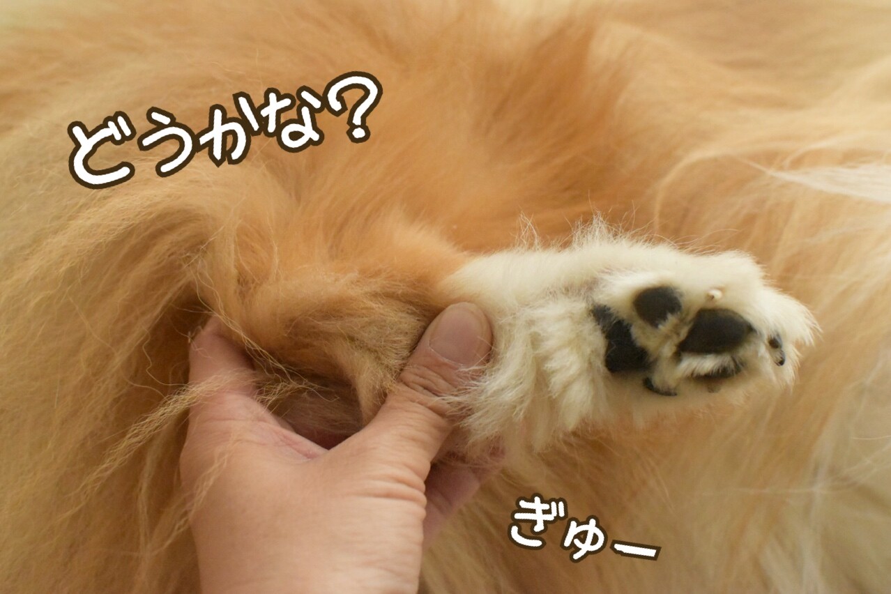 悲報 こむぎ捻挫 あー しまった その足また 犬が突然びっこをしていたら シェルティ こむっ