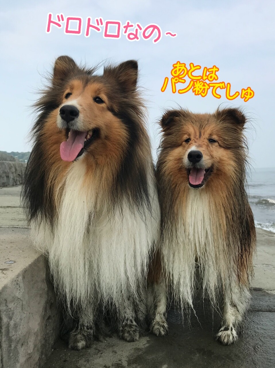 悲報 つむたん コレステロールまた高いでしゅ 犬のコレステロール 下げるためにできる4つのこと シェルティ こむっ 悲報 つむたん コレステロールまた高いでしゅ 犬のコレステロール 下げるためにできる4つのこと シェルティ こむっ