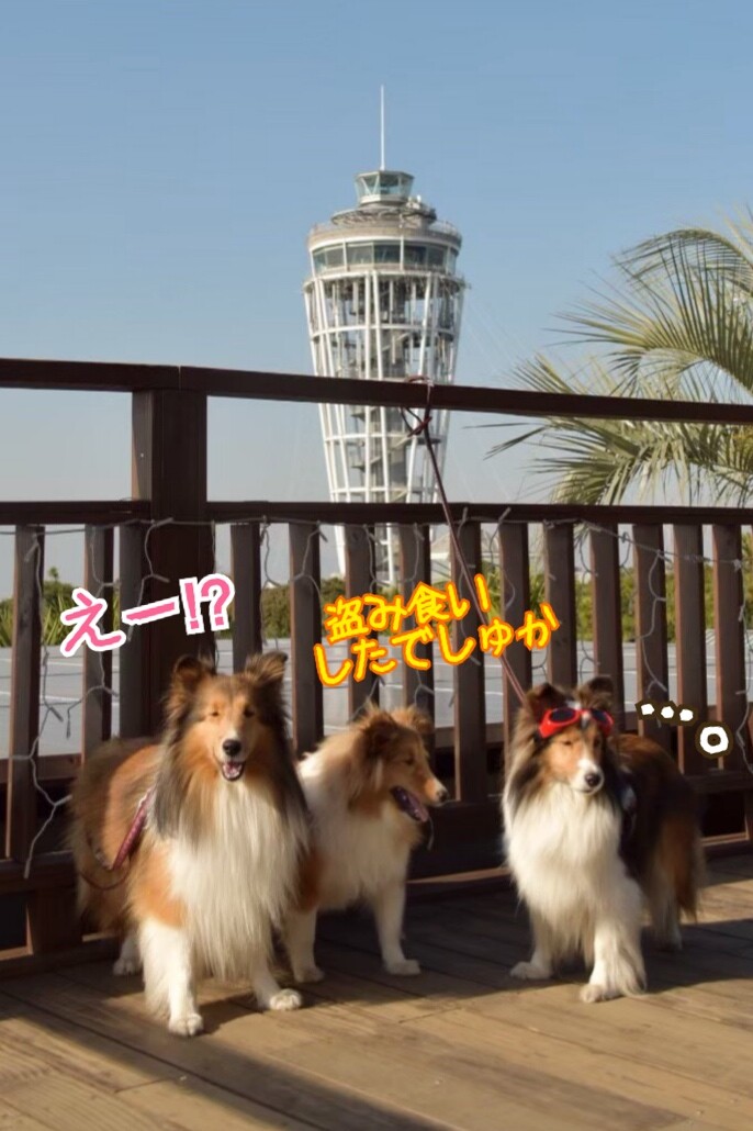 緊急 供血犬募集 東大阪市 シェルティ こむっ