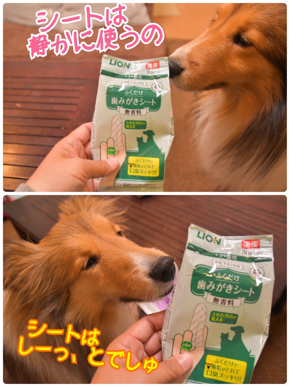 歯ナシにならない話 よく噛まぬかマヌカハニー こむつむの歯磨き事情 シェルティ こむっ 歯ナシにならない話 よく噛まぬかマヌカハニー こむつむの歯磨き事情 シェルティ こむっ