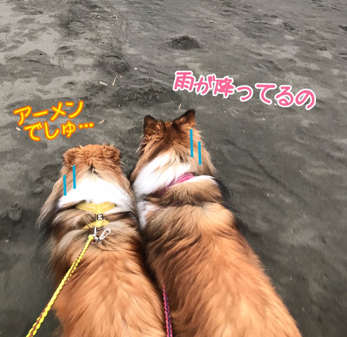 まゆげボーン びっくりポーン おやつもボーン 秘密の３密 見 つけた シェルティ こむっ