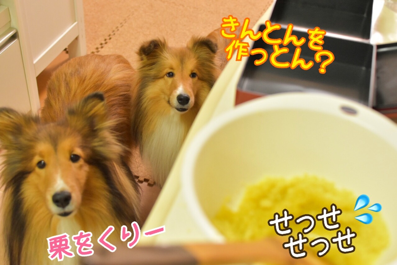 ワンコのコレステロール 中性脂肪を下げる 胆泥 肝炎 膵炎対策の強い味方 こむつむのごはんだよ シェルティ こむっ ワンコのコレステロール 中性脂肪を下げる 胆泥 肝炎 膵炎対策の強い味方 こむつむのごはんだよ シェルティ こむっ