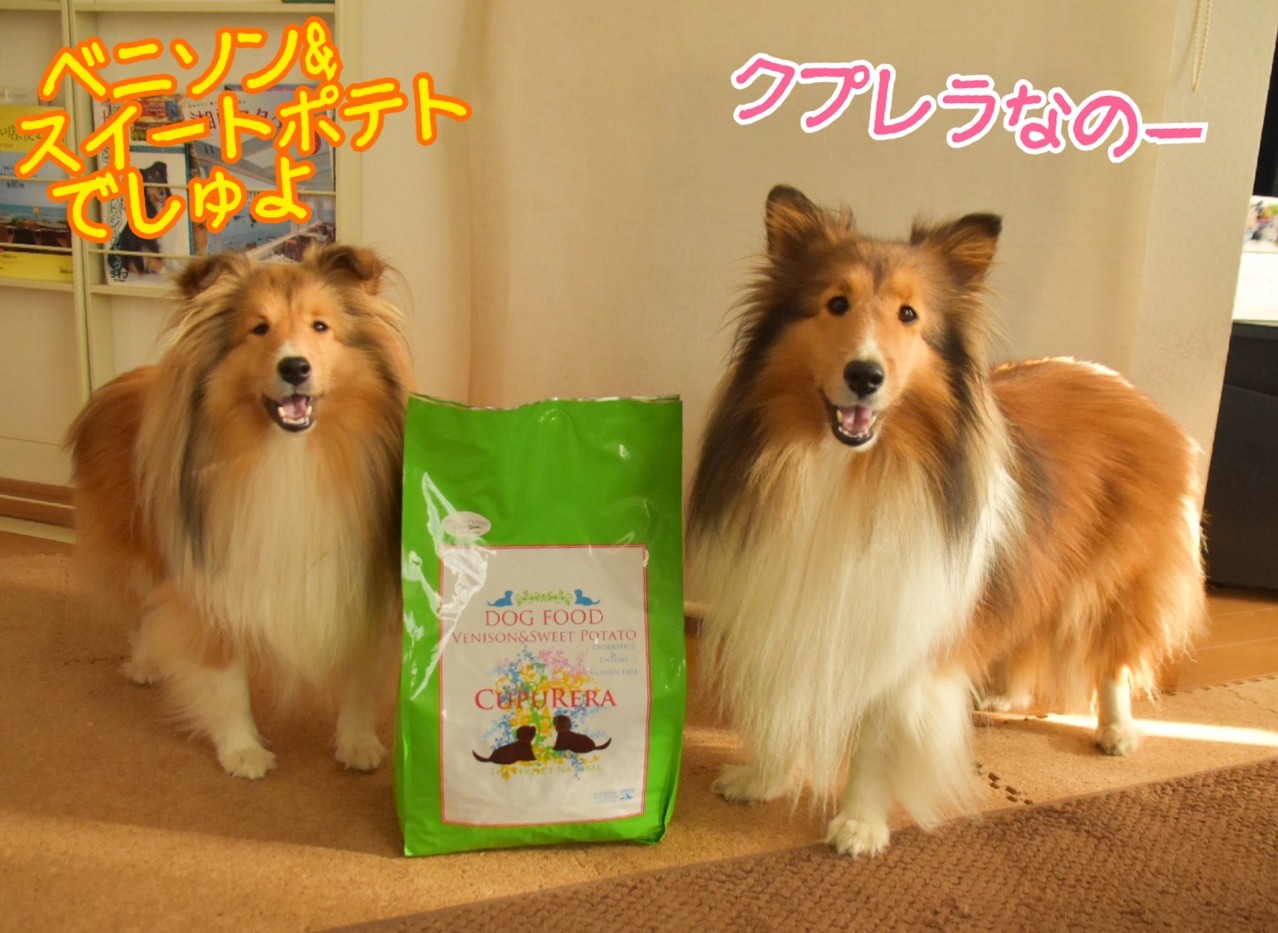 犬に塩分は厳禁 いや 必要でしょ こむつむさんは味噌汁がお好き シェルティ こむっ 犬に塩分は厳禁 いや 必要でしょ こむつむさんは味噌汁がお好き シェルティ こむっ