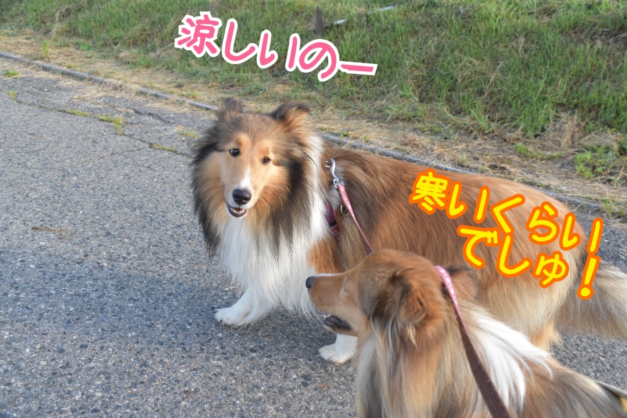 群馬旅 お泊まりはおもてなしのお宿ペンションシェルティ シェルティ こむっ 群馬旅 お泊まりはおもてなしのお宿ペンションシェルティ シェルティ こむっ