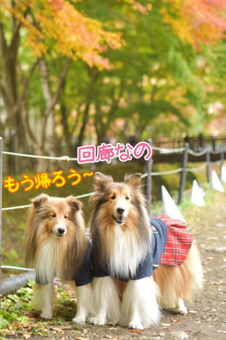 紅葉を見に行こうよう 河口湖でこむつむファッショニスタになれるかな シェルティ こむっ 紅葉を見に行こうよう 河口湖でこむつむファッショニスタになれるかな シェルティ こむっ