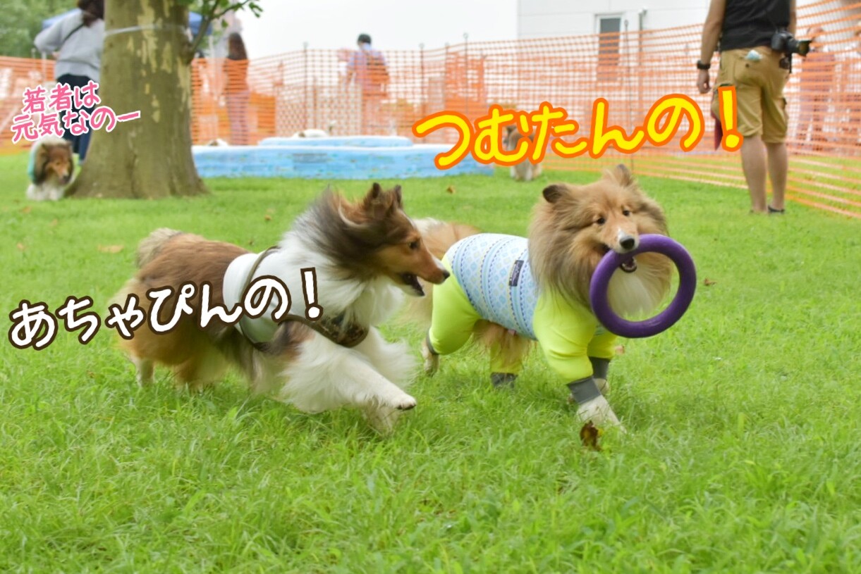これはなんちゅーる わんちゅ る 上半期最後のパシャランではじめてのおつかい シェルティ こむっ これはなんちゅーる わんちゅ る 上半期最後のパシャランではじめてのおつかい シェルティ こむっ