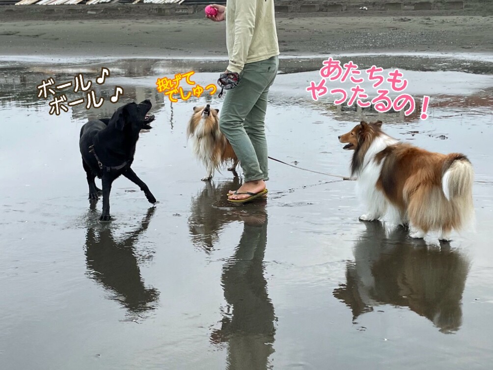 下ネタが続くよ今日もまた ていうか今日も股 シェルティ こむっ