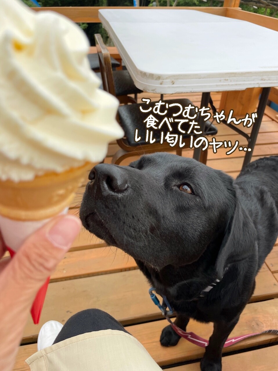 市場 犬用アイス スティックアイスキャンディー 犬用スイーツ フルーツアイス シャーベット ハウンドカム食堂 12本 砂糖不使用 犬用おやつ 無添加 6つの味 各2本