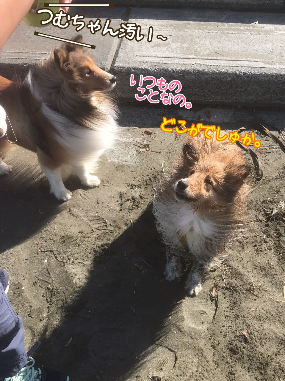 こむつむつくねお孫っちとウイルス性胃腸炎にヤラれた娘とのｇｗ シェルティ こむっ