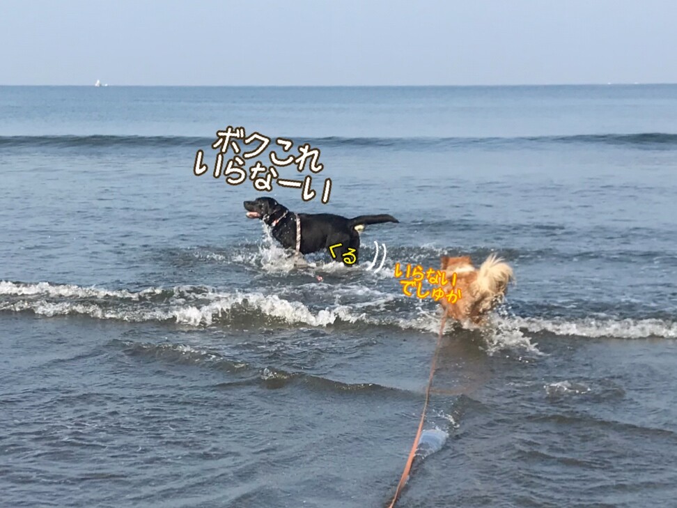 健康診断でalp上昇が指摘された犬の飼い主様へ 診療科目 国立市 ふく動物病院 ふく動物病院 国立市 府中市 国分寺市 立川市 整形外科 腫瘍科