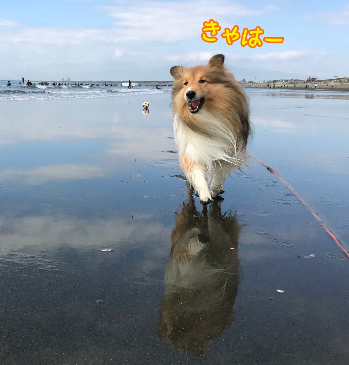 疲れた犬はいい犬 汚れた犬もいい犬 シェルティ こむっ
