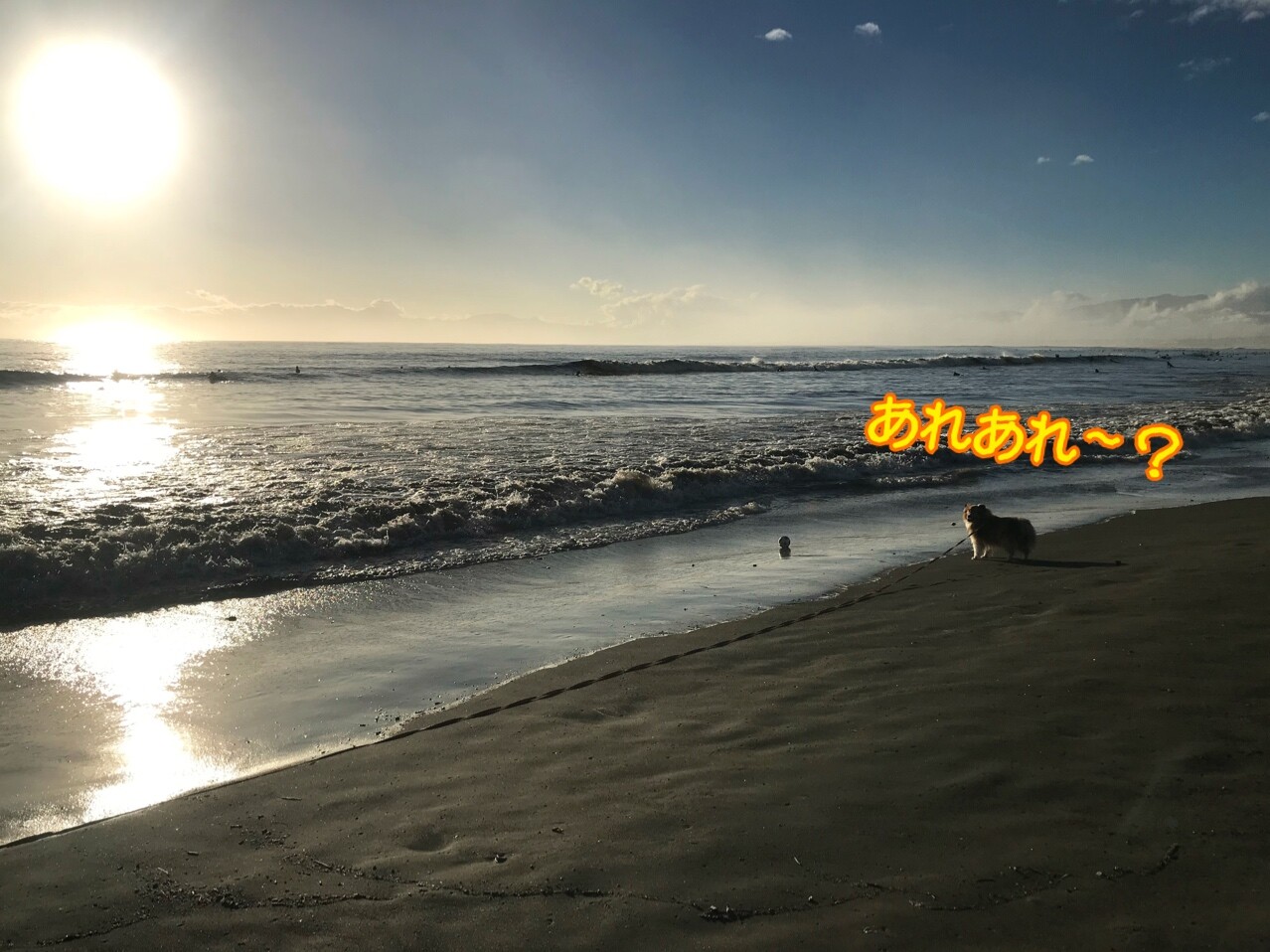 昨日の夕焼け散歩 天国みたいに美しく幻想的な海でした シェルティ こむっ 昨日の夕焼け散歩 天国みたいに美しく幻想的な海でした シェルティ こむっ