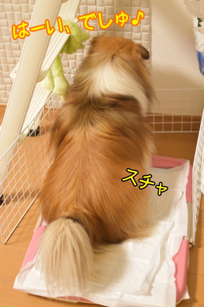 つむたん膀胱炎からの血尿とストラバイトから２週間 スピッツファンとお食事中の方は見ないでください つむたん尿検査と再エコーで さ ええ子 シェルティ こむっ