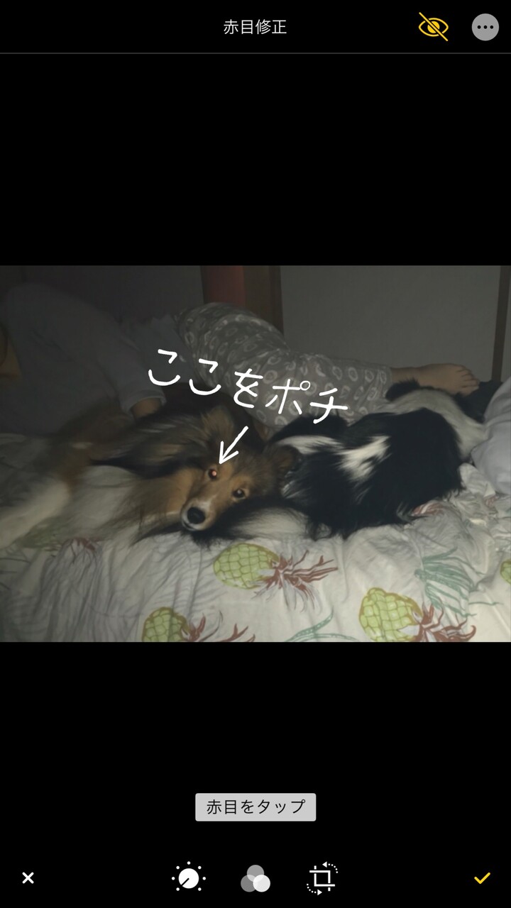 おまけ記事 ワンコにフラッシュ撮影は最小限で 赤目はiphoneで簡単に修正しちゃお Iso13 Ver シェルティ こむっ