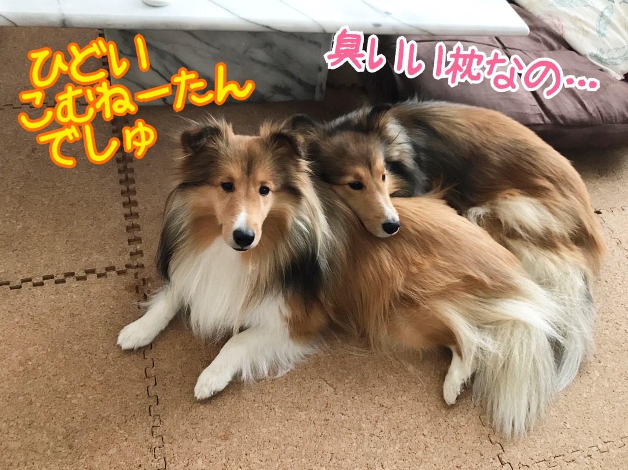 これも湘南あるある物語 季節外れの夜光虫狂想曲 シェルティ こむっ