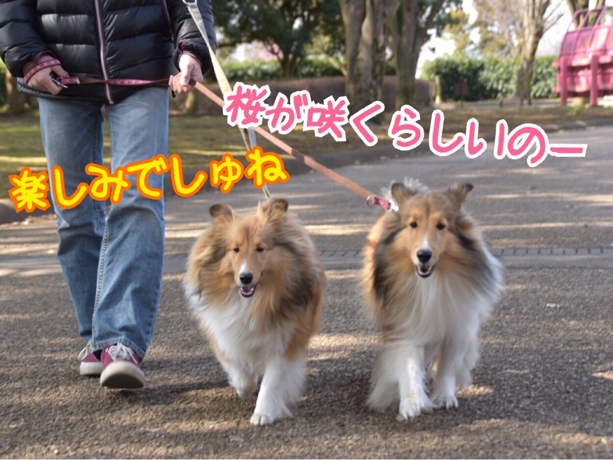 こむつむ 桜んぽ シェルティ こむっ