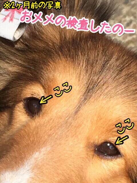 ジストロフィー 犬 角膜