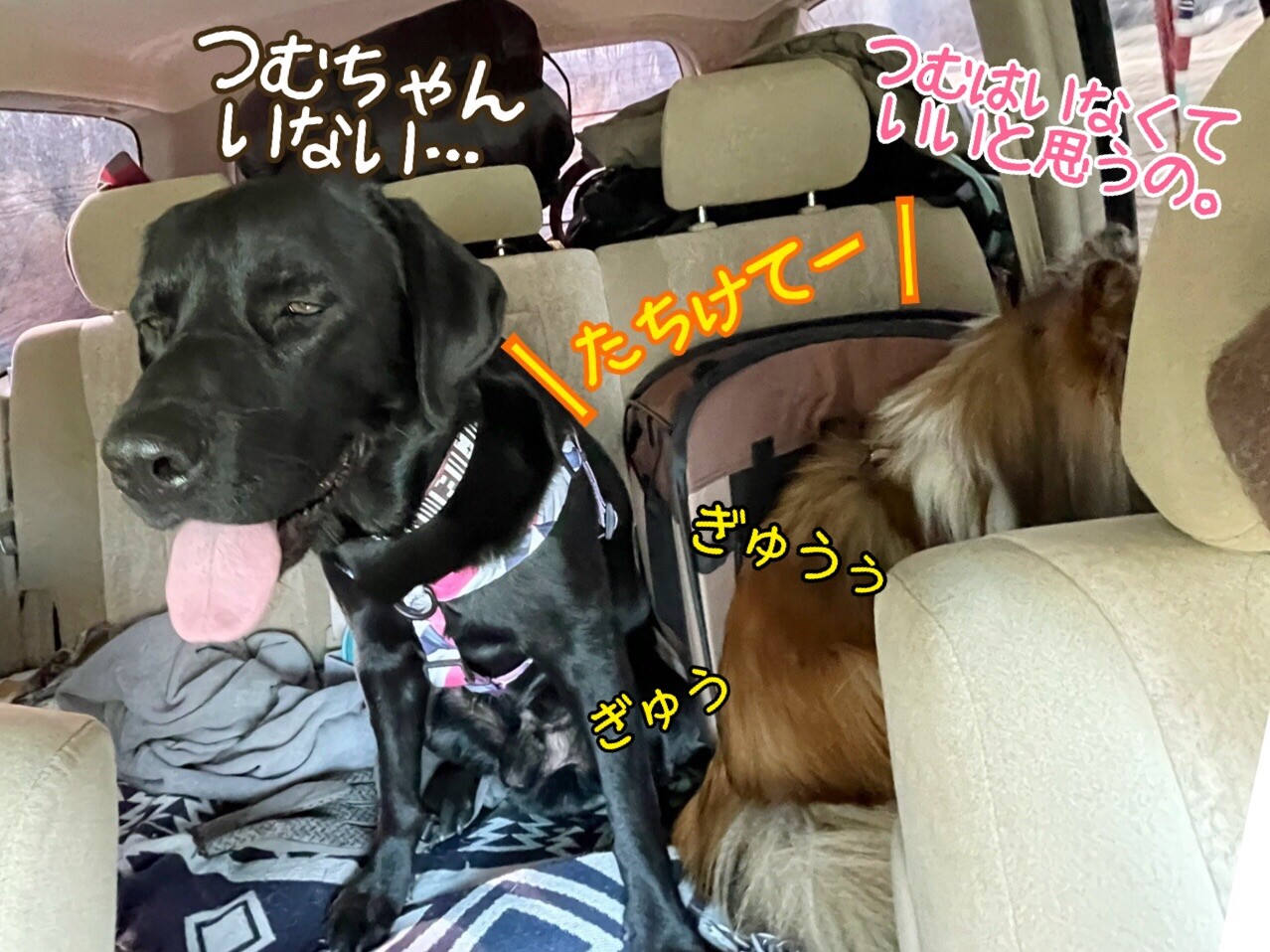 こむつむ犬生３回目のキャンプ ワンコフリーの高規格キャンプ場 那須高原クアトロペロス シェルティ こむっ