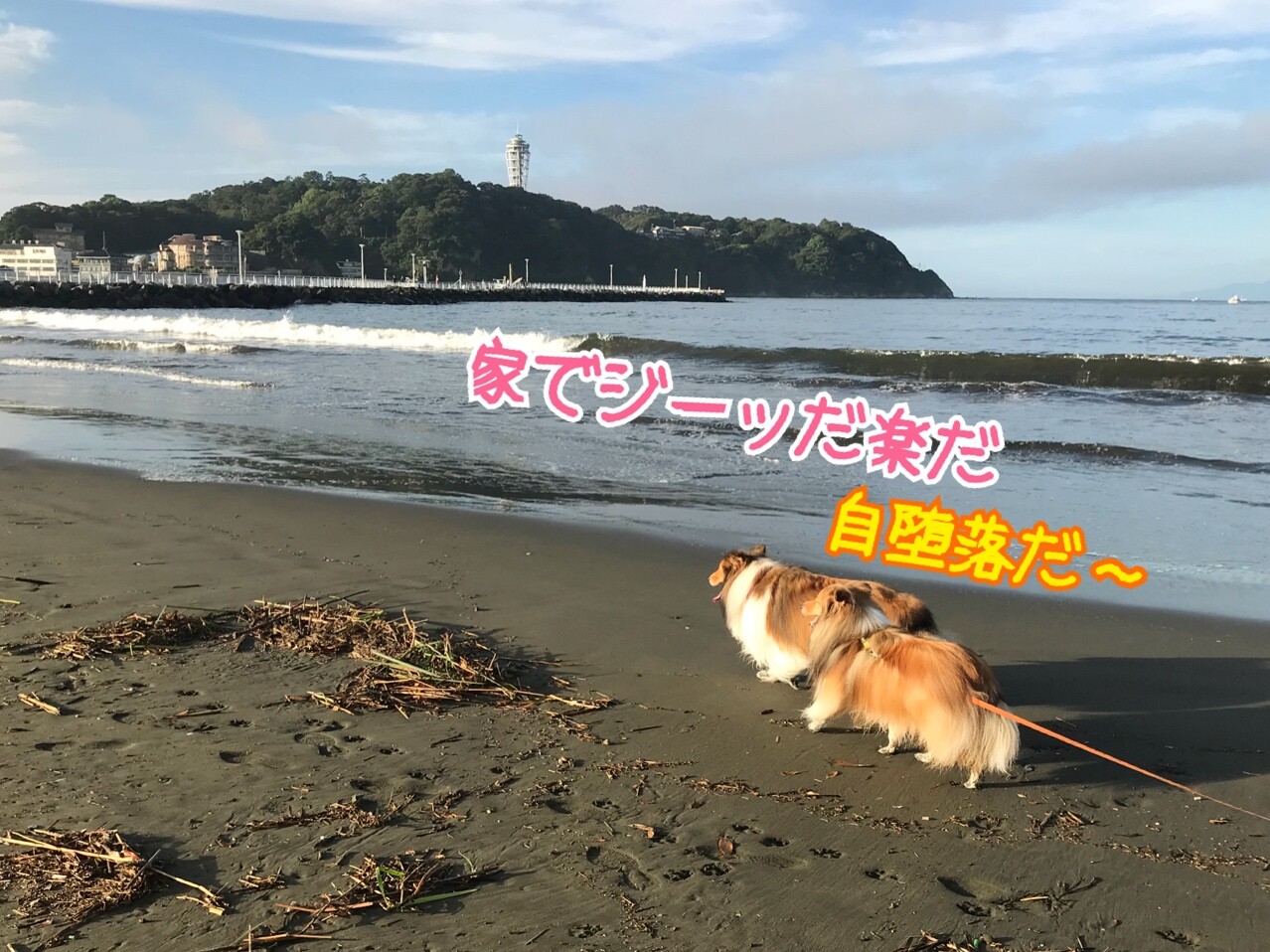 虫の嫌いな人は閲覧禁止 起床時の気象病と 恐ろしい虫刺され ヌカカ シェルティ こむっ