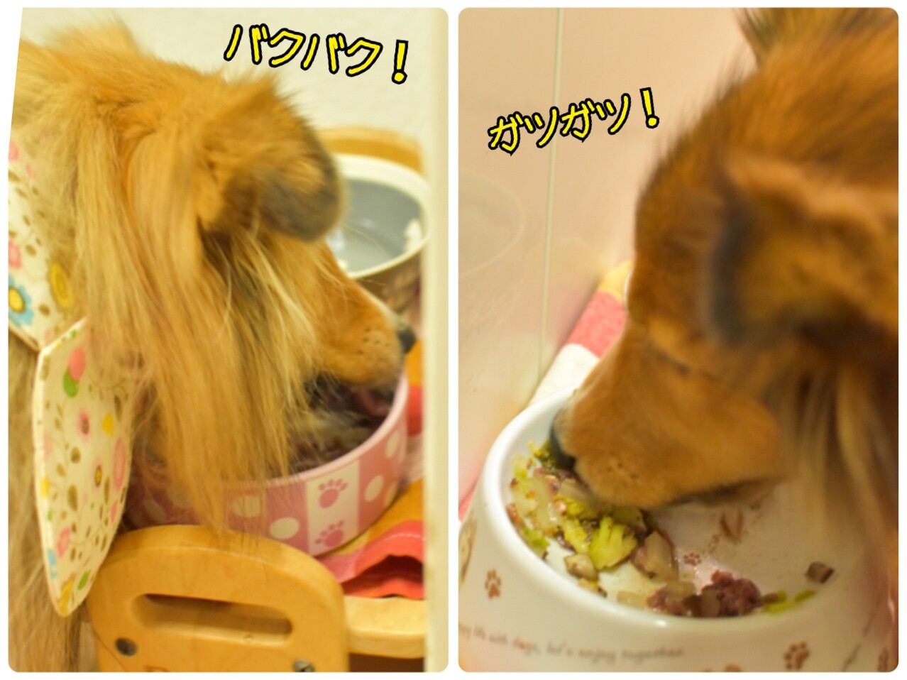 ワンコのコレステロール 中性脂肪を下げる 胆泥 肝炎 膵炎対策の強い味方 こむつむのごはんだよ シェルティ こむっ ワンコのコレステロール 中性脂肪を下げる 胆泥 肝炎 膵炎対策の強い味方 こむつむのごはんだよ シェルティ こむっ