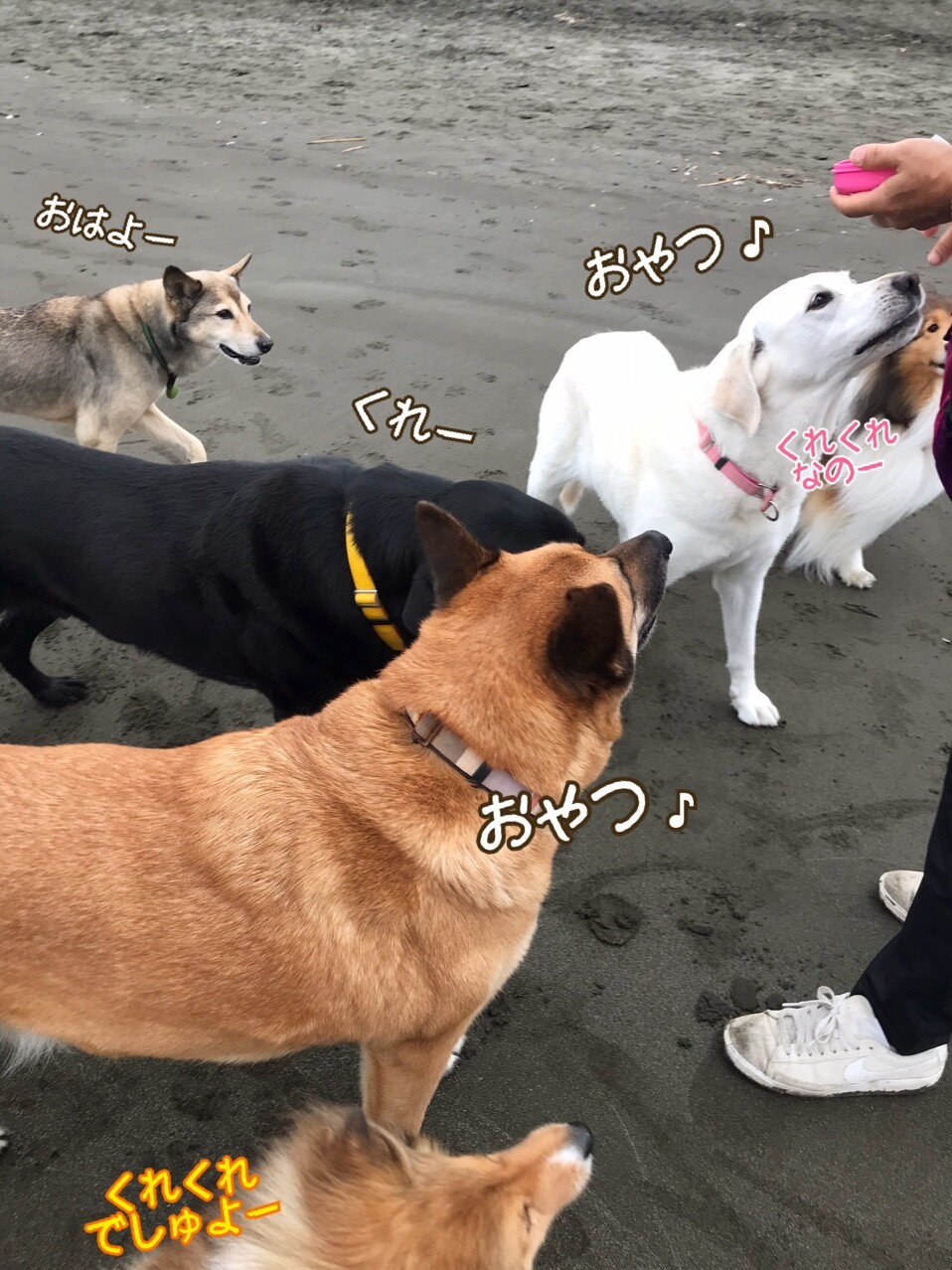 お魚三昧で生ゴミ問題勃発 それを解決するこれぞ知恵袋 シェルティ こむっ お魚三昧で生ゴミ問題勃発 それを解決するこれぞ知恵袋 シェルティ こむっ