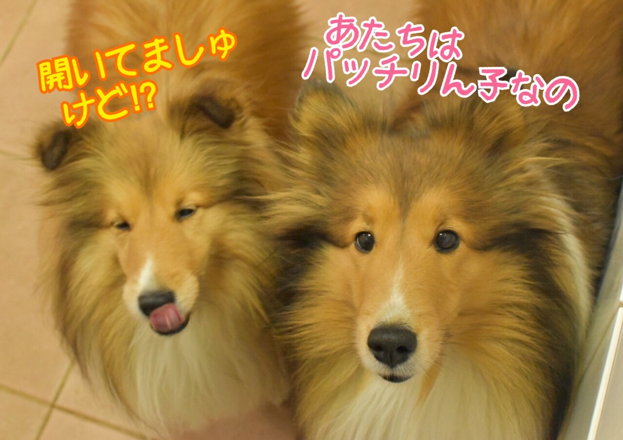 シェルティ こむっ シェルティ こむっ