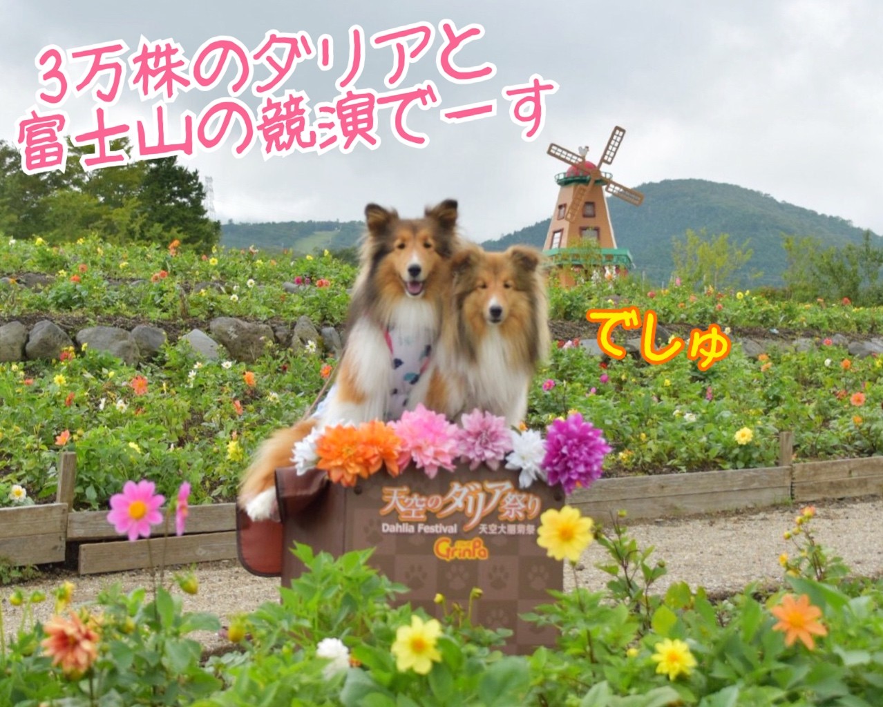 勇気をもって独り言 都会のペットは大変なのよ ぐりんぱ 天空のダリア祭り シェルティ こむっ 勇気をもって独り言 都会のペットは大変なのよ ぐりんぱ 天空のダリア祭り シェルティ こむっ