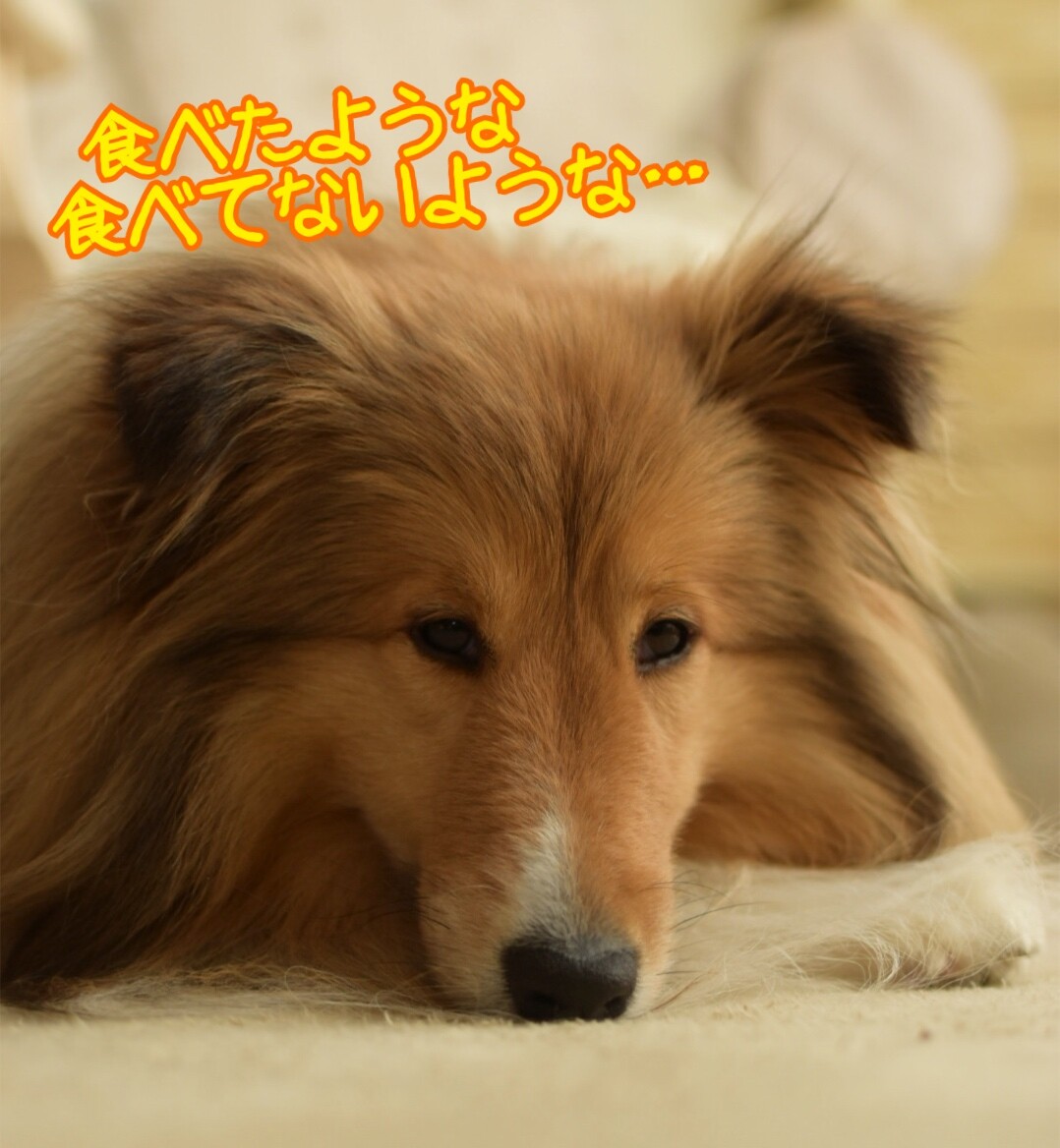 つむたん誤食 犬がg誘引駆除剤ブラックキャップを食べてしまったら シェルティ こむっ つむたん誤食 犬がg誘引駆除剤ブラックキャップを食べてしまったら シェルティ こむっ