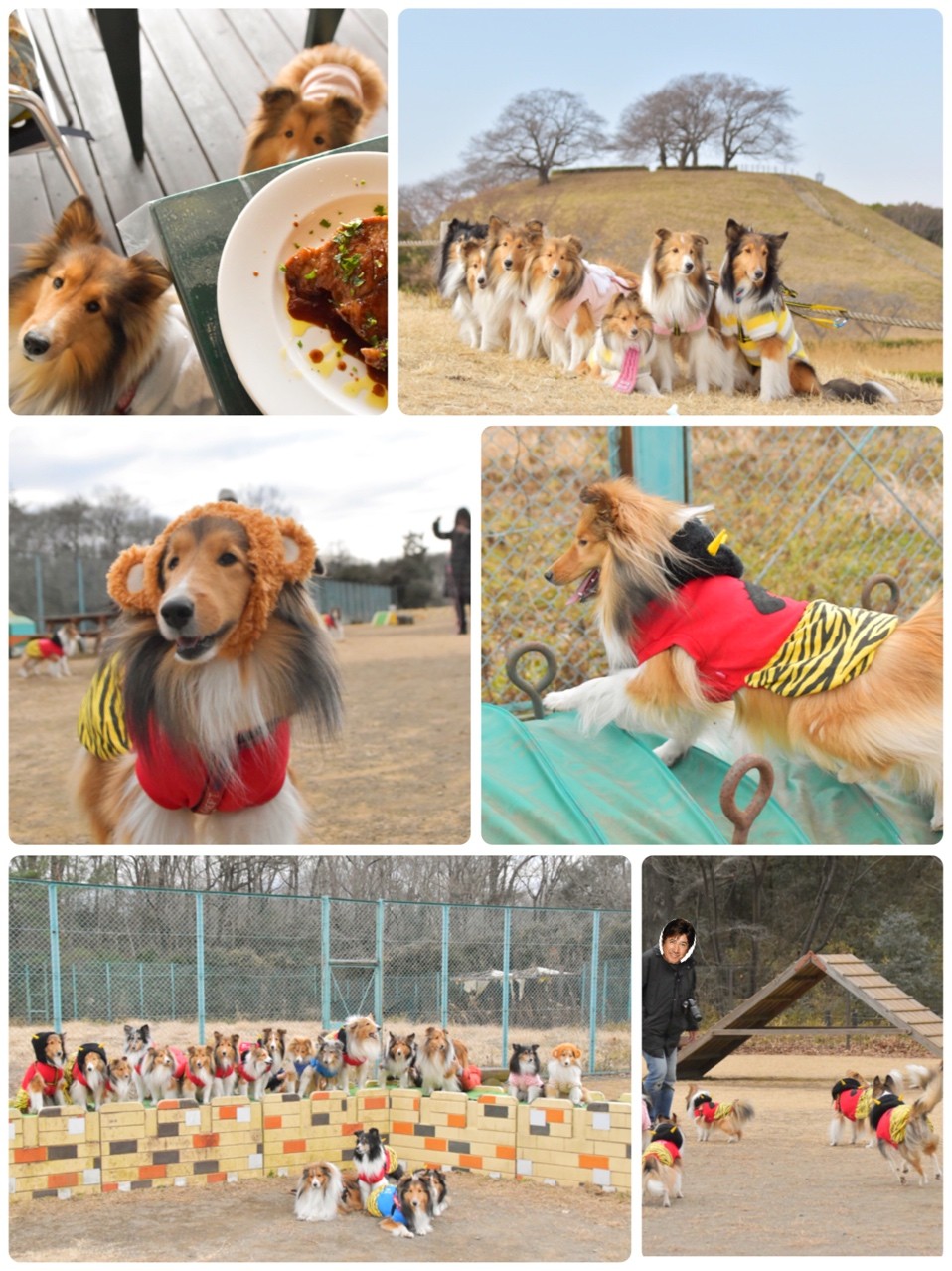 春を感じる江ノ島散歩 ワンコとチューリップを鑑賞中リップ シェルティ こむっ