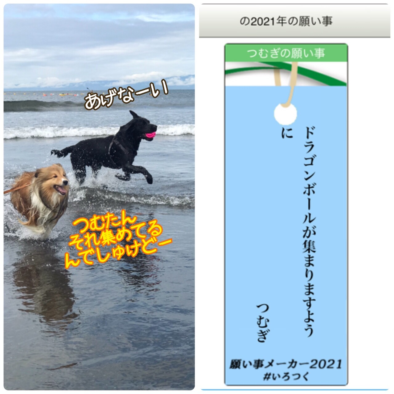 七夕だよ こむつむさん わたしボケてる こむつむ元気 シェルティ こむっ