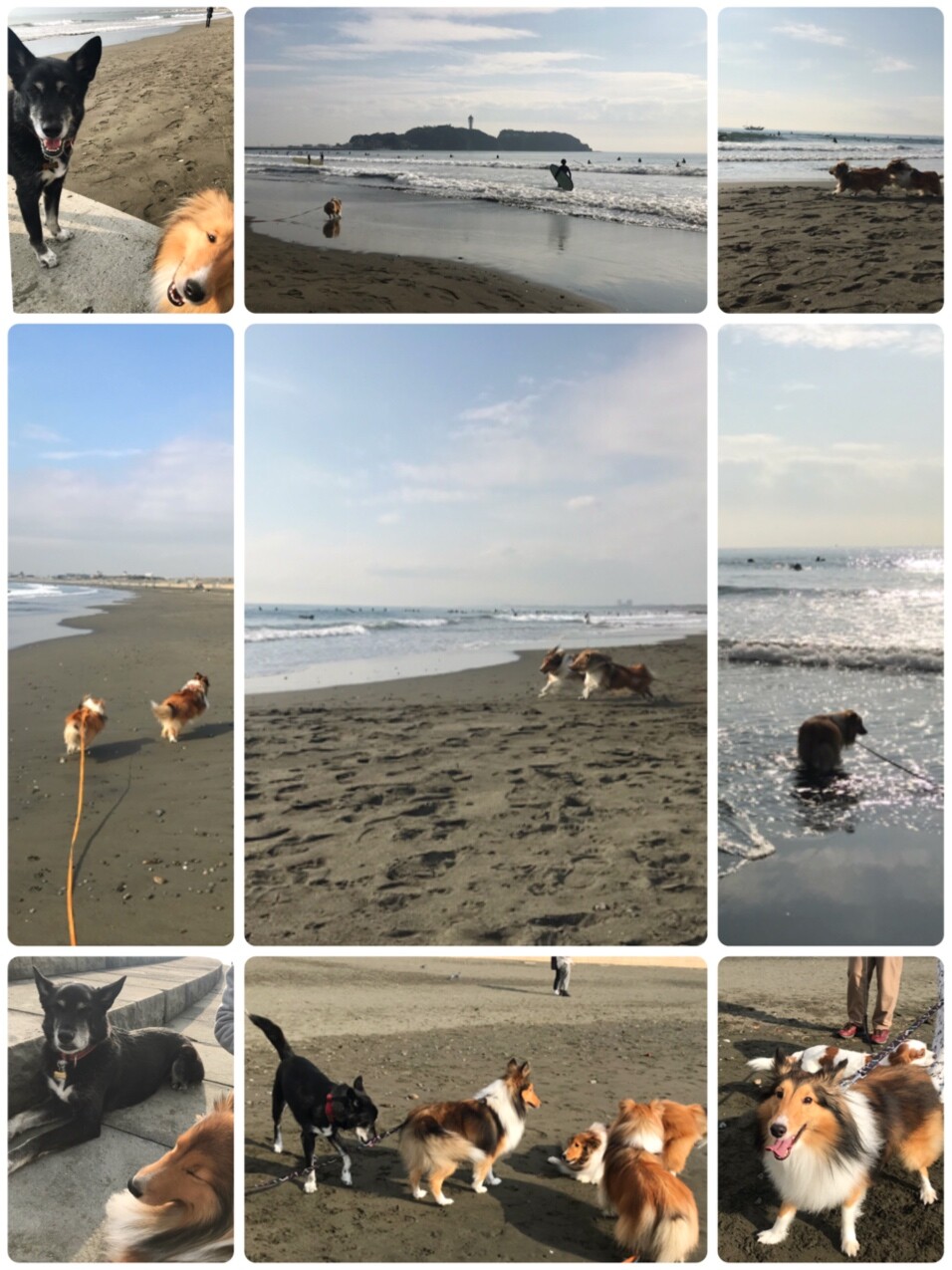 ワンコのコレステロール 中性脂肪を下げる 胆泥 肝炎 膵炎対策の強い味方 こむつむのごはんだよ シェルティ こむっ ワンコのコレステロール 中性脂肪を下げる 胆泥 肝炎 膵炎対策の強い味方 こむつむのごはんだよ シェルティ こむっ