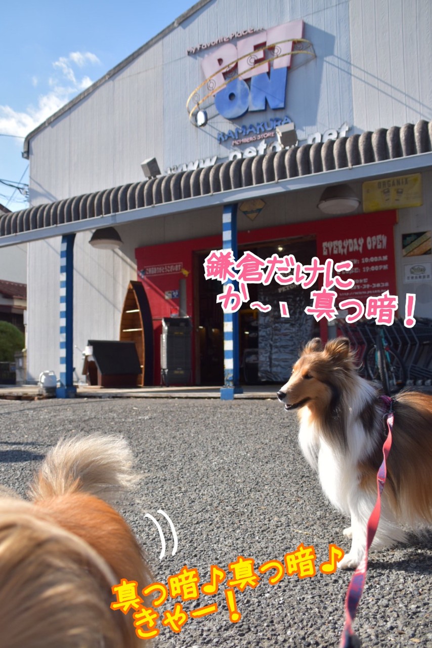 ぺトン鎌倉 ありきたりじゃない お客さんから愛される 生体販売を行わないペットショップに行ってきたよ シェルティ こむっ