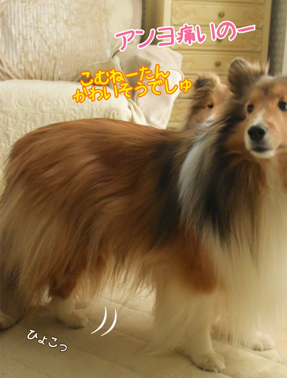 悲報 こむぎ捻挫 あー しまった その足また 犬が突然びっこをしていたら シェルティ こむっ 悲報 こむぎ捻挫 あー しまった その足また 犬が突然びっこをしていたら シェルティ こむっ