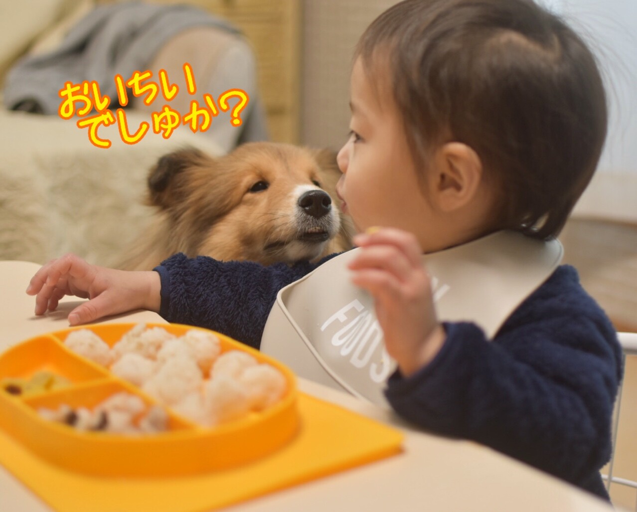 １月１日 お屠蘇におせち お雑煮にお年玉 お正月だよ こむつむさん シェルティ こむっ