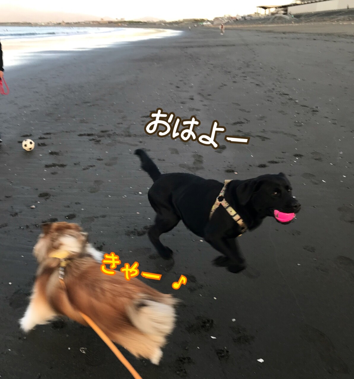 つむたん犬見知りをちょっと克服 お顔はよく拭く シェルティ こむっ つむたん犬見知りをちょっと克服 お顔はよく拭く シェルティ こむっ
