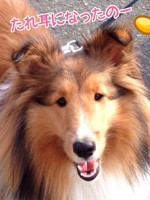 こむたんの お耳 シェルティ こむっ こむたんの お耳 シェルティ こむっ